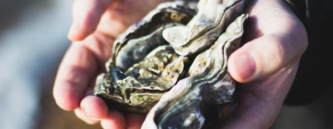 Oysters from the Bay